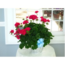 Geranium 8 Inch